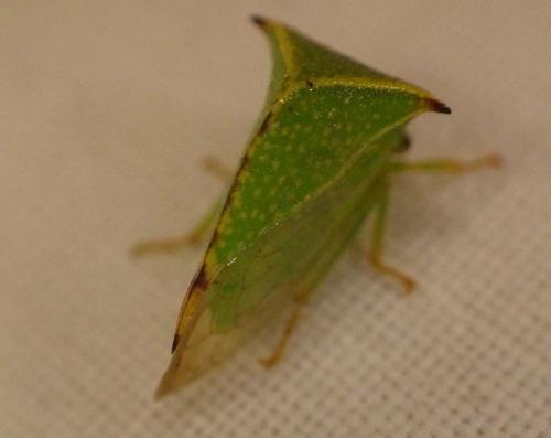 Stictocephala bisonia